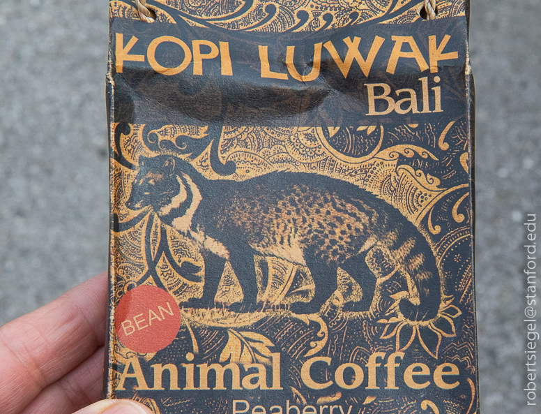 kopi luwak